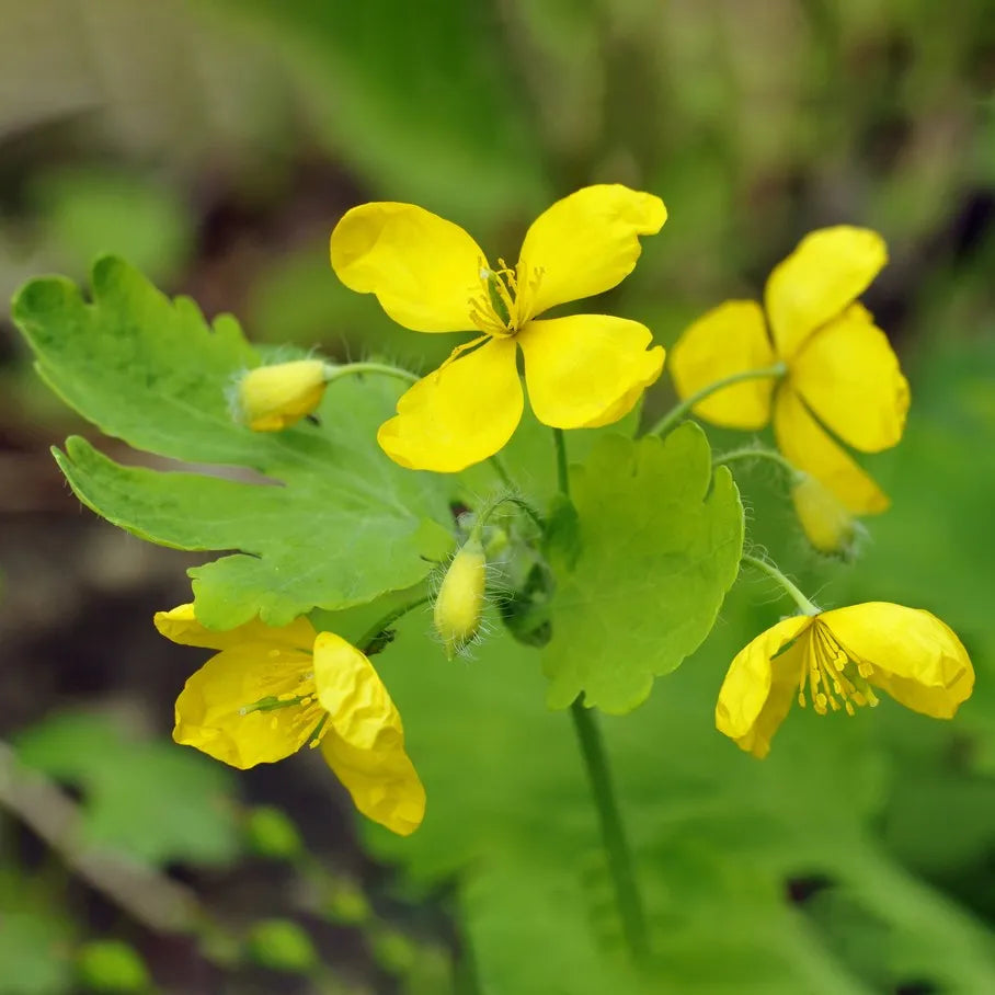 Heirloom Non-GMO Yellow Tetterwort Flower Seeds for Bright Garden Borders and Seasonal Planting for planting in home garden